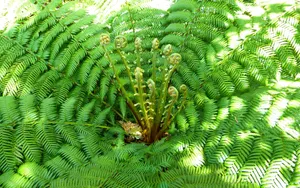 绿色蕨类植物图片_4