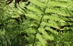 绿色蕨类植物图片_5