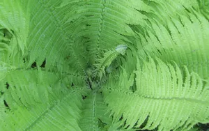 绿色蕨类植物图片_7