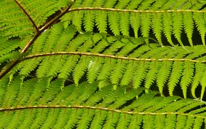 绿色蕨类植物图片_8