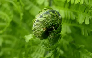 绿色蕨类植物图片_9