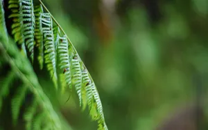 绿色蕨类植物图片_11