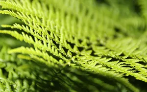 绿色蕨类植物图片_13
