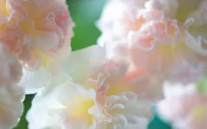 清新淡雅的梦幻鲜花图片_3