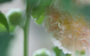 清新淡雅的梦幻鲜花图片_5