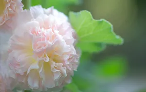 清新淡雅的梦幻鲜花图片_6