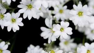白色的野外鲜花图片大全
