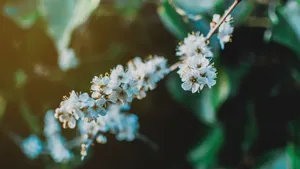 白色的野外鲜花图片大全_3