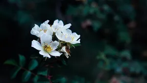白色的野外鲜花图片大全_4