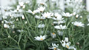 白色的野外鲜花图片大全_7