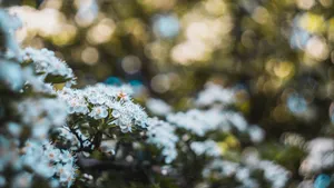 白色的野外鲜花图片大全_10
