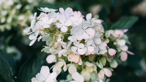 白色的野外鲜花图片大全_11