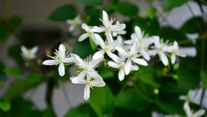 白色的野外鲜花图片大全_12