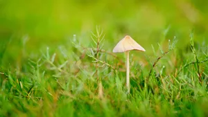 小清新的野生蘑菇图片_4