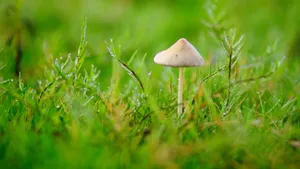 小清新的野生蘑菇图片_5