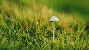 小清新的野生蘑菇图片_7