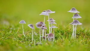 小清新的野生蘑菇图片_8