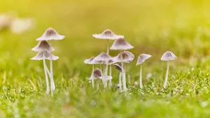 小清新的野生蘑菇图片_9