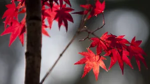 秋季枫叶图片_2