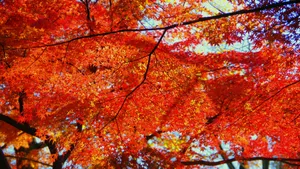 秋季枫叶图片_3