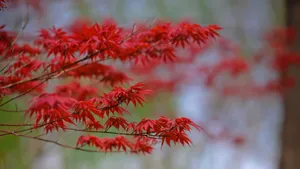 秋季枫叶图片_5