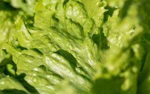 绿色新鲜蔬菜图片_3