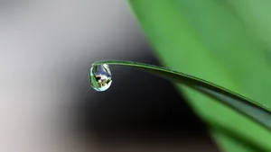 植物上晶莹剔透的水珠图片_2