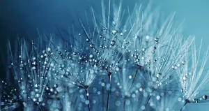 植物上晶莹剔透的水珠图片_4
