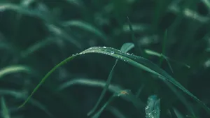 植物上晶莹剔透的水珠图片_5