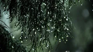 植物上晶莹剔透的水珠图片_6