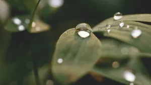 植物上晶莹剔透的水珠图片_8
