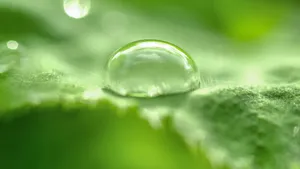 植物上晶莹剔透的水珠图片_9