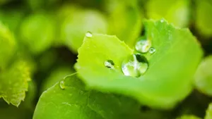 植物上晶莹剔透的水珠图片_10