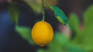 树上的柠檬图片_7