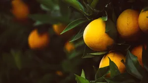 树上的柠檬图片_8