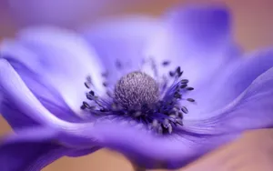 银莲花图片_3