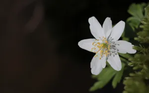 银莲花图片_4