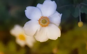 银莲花图片_9