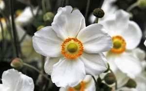 银莲花图片_10