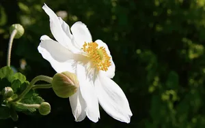 银莲花图片_11