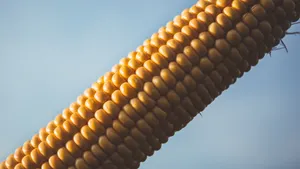 饱满的玉米图片_2