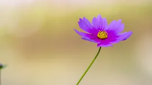 格桑花图片