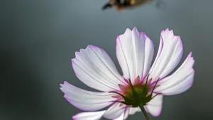 格桑花图片_2