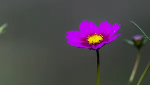 格桑花图片_3