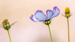格桑花图片_4