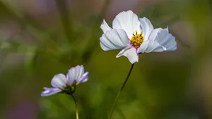 格桑花图片_5