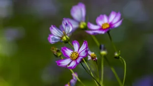 格桑花图片_6