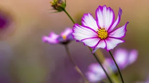 格桑花图片_7
