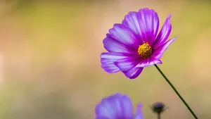 格桑花图片_8