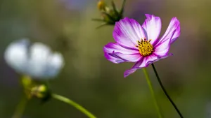 格桑花图片_9